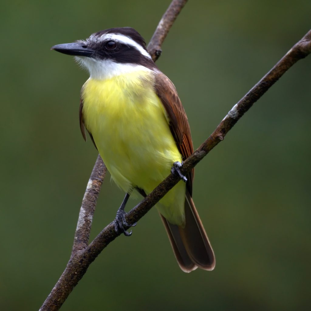 pitangus sulphuratus 3