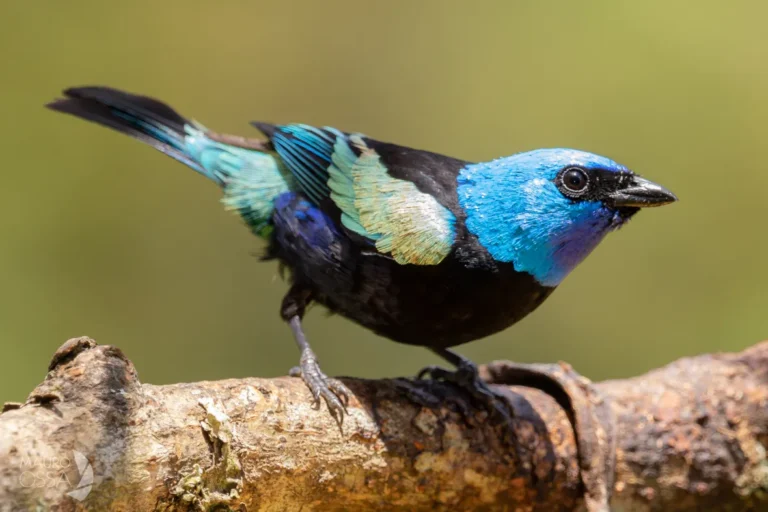 tangara cyanicollis